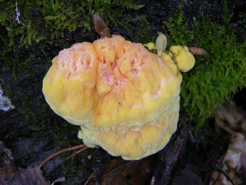 Laetiporus sulphureus(Bull.:Fr.)Murrill